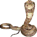 KingCobras Avatar